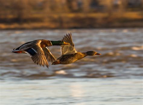 Central Region – Waterfowl Migration Reports | Grand View Outdoors