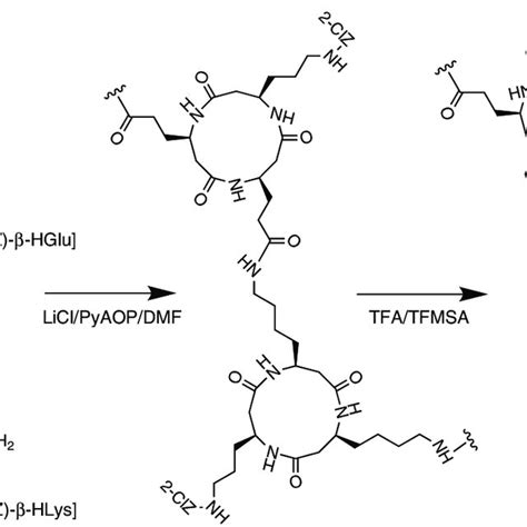 Cyclic β-tripeptide polymer synthesis scheme. Cyclic peptides were... | Download Scientific Diagram