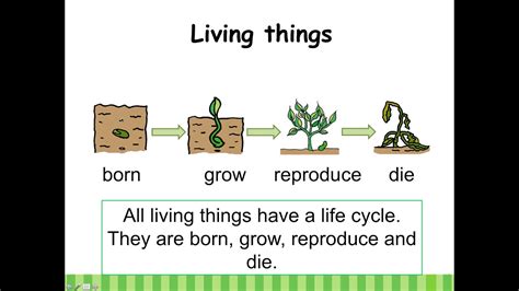 Biological Life Cycle