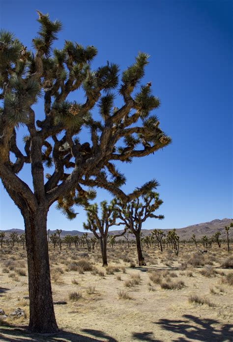 Joshua Tree Cacti Free Stock Photo - Public Domain Pictures