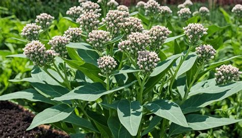 Asclepias syriaca Guide: Planting & Care Tips – ButterflyBoogie.com