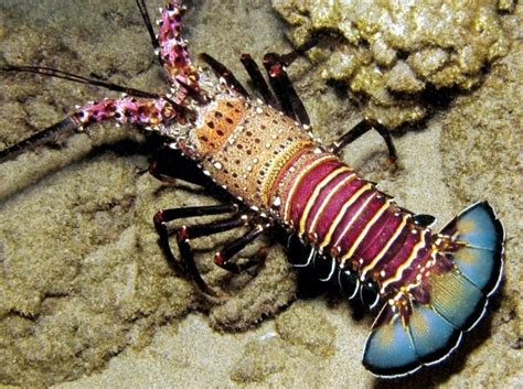 Lobster Habitat and Behavior Information - Frozen Lobster Supplier ...