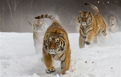 Siberian Tigers, HD Animals, 4k Wallpapers, Images, Backgrounds, Photos ...