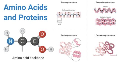 Proteins: Properties, Structure, Types, Functions