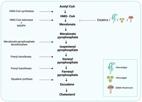 Cholesterol Hormone Chart