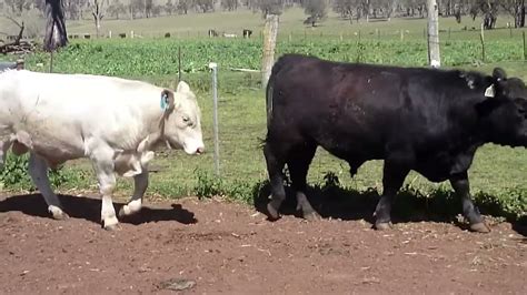 Charolais and Charolais/Angus Cross Yearling J Drop Bulls - YouTube