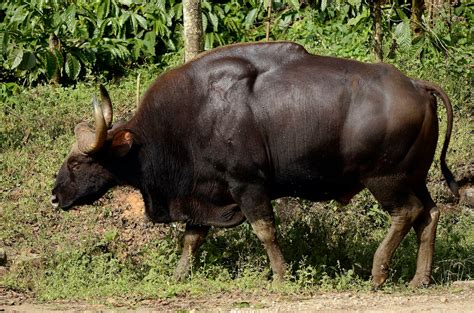 Indian Gaur from anaimalai hills JEG5290 - Gaur - Wikipedia | Fotografía de animales, Animales ...