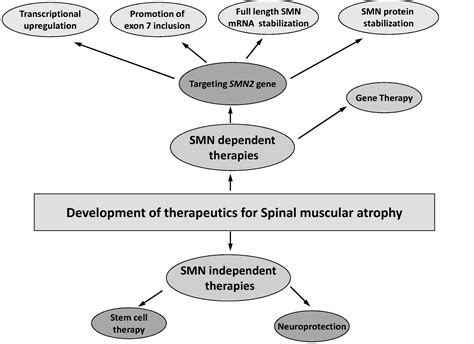 Stem Cell Treatment For Sma - Pregnancy Depression