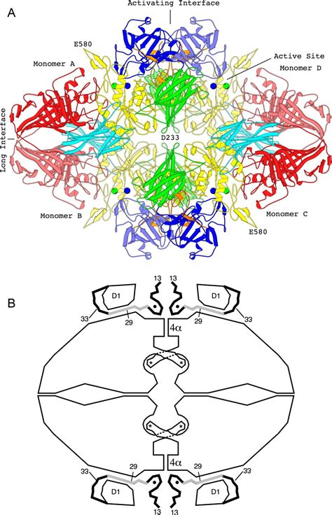 LacZ β‐galactosidase: Structure and function of an enzyme of historical and molecular biological ...