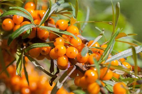 How to Grow Sea Buckthorn in Your Garden in 2021 | Sea buckthorn, Growing food, Companion planting