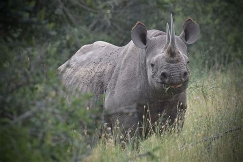 16 Interesting Facts About the Black Rhino: The Endangered Fighter