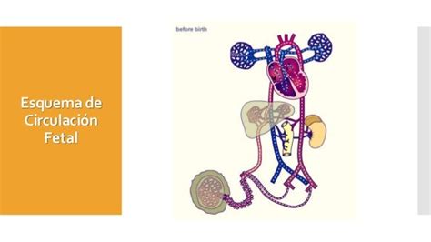 Circulación fetal y sus cambios después del nacimiento