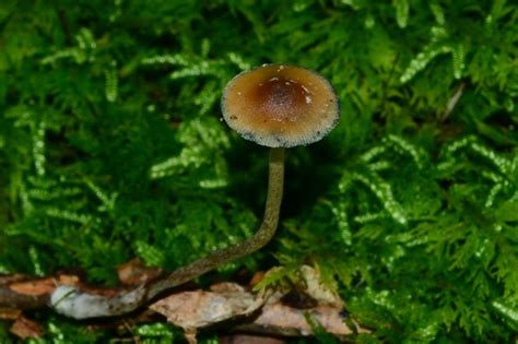 Meet Psilocybe caerulipes—A Forager's Delight | DoubleBlind Mag