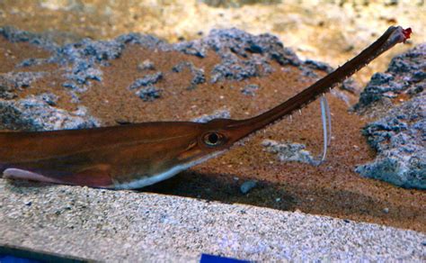 Sawsharks - Ocean Animals