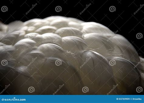 White feathers stock image. Image of strange, feather - 83769909