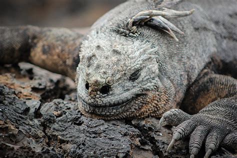 Galapagos Islands wildlife - GalapagosInformation.com Blog