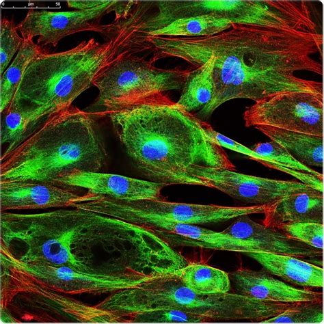 What is Confocal Imaging?