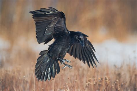 Raven In Flight by Sergey-Ryzhkov on DeviantArt