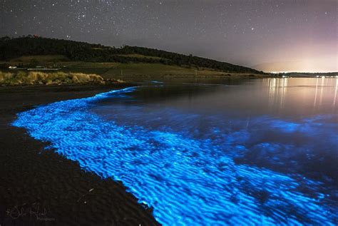 Noctiluca scintillans Archives - Australian Geographic