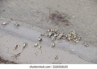 Fiddler Crabs Most Common Crab Salt Stock Photo 2220318133 | Shutterstock