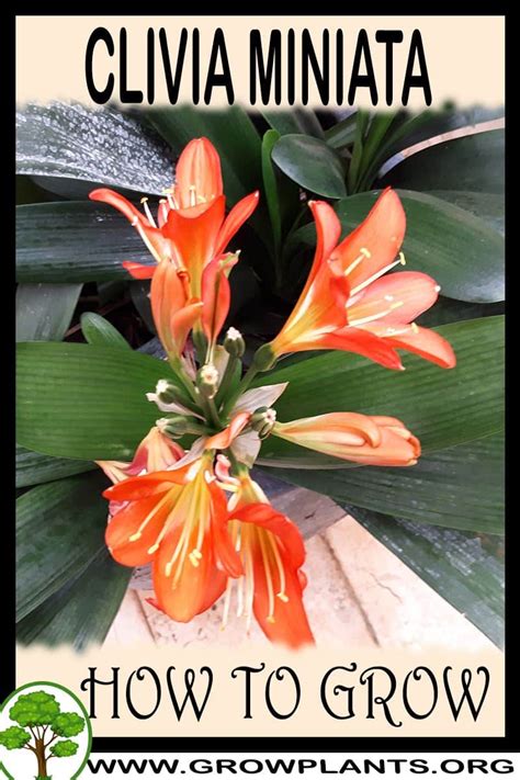 Clivia miniata - How to grow & care