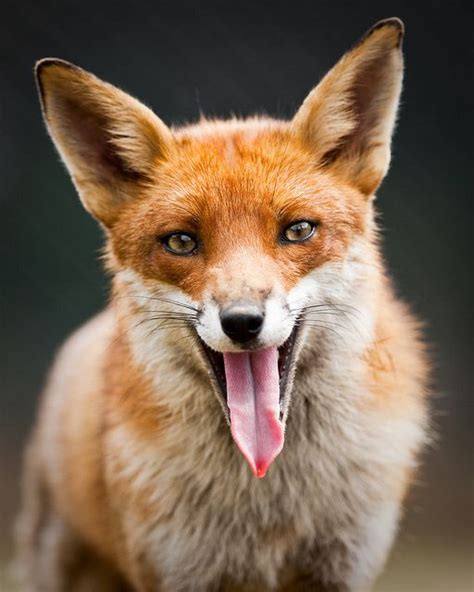 34 Foxes Sticking Their Tongues Out | Happy fox, Pet fox, Fox