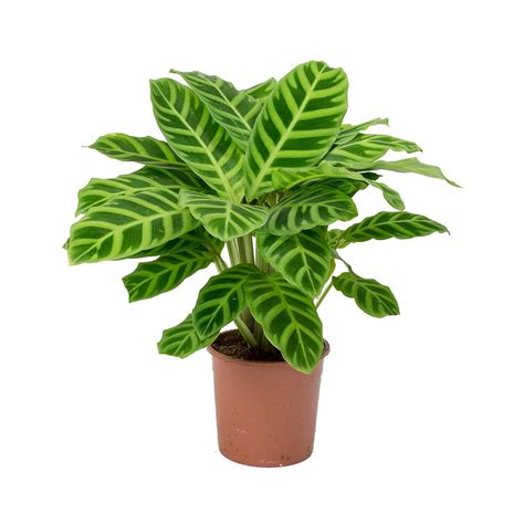 Calathea Zebrina Plant - Nestreeo.com