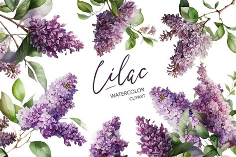 Watercolor Lilac Clipart (2551194)