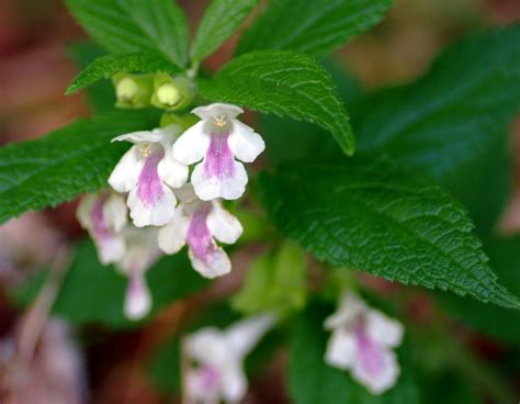 melisa planta con flor - Buscar con Google | Plantas, Jardines