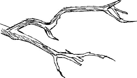 6 Tree Branch Drawing (PNG Transparent) | OnlyGFX.com