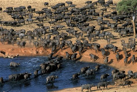 Herd Of Cape Buffalo, Kenya Photograph by Robert Caputo - Pixels