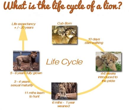 LION CHANNEL: What is the life cycle of a lion?