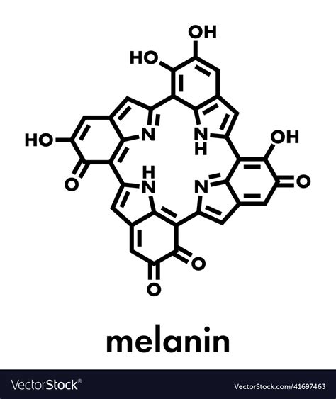 Melanin eumelanin proposed oligomeric structure Vector Image