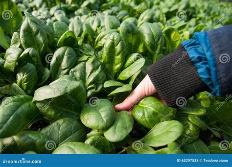 Harvesting spinach stock photo. Image of bunch, grow - 63297538