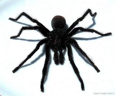 Black Tarantula Spider