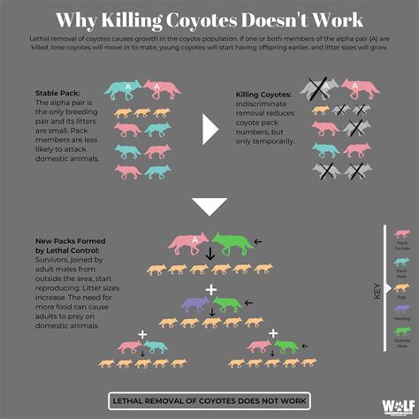 Coyote population control : r/coolguides