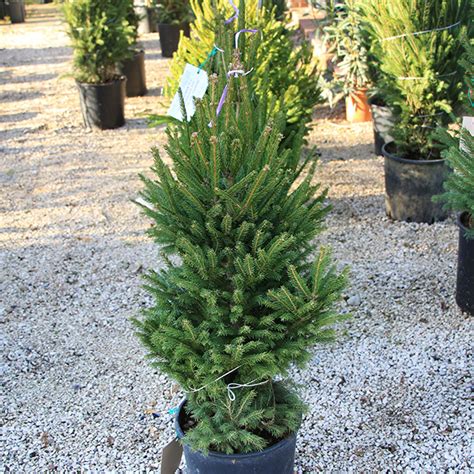 Abete - Albero di Natale vero - 100 cm. | Euro Plants Vivai