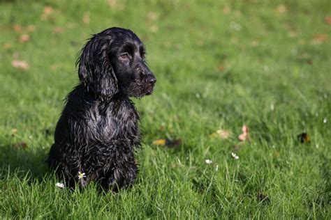 Black Cocker Spaniel Puppy | Dog Food Guru