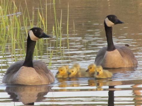 Craig Ellsworth: Our baby geese hatched!