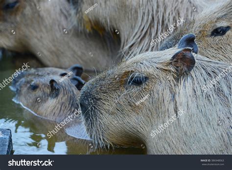 Capybara Family Hot Springs Onsen Stock Photo 386948563 | Shutterstock