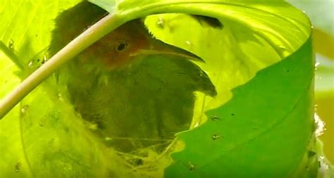 Ashy Tailorbird building nest - Bird Ecology Study Group