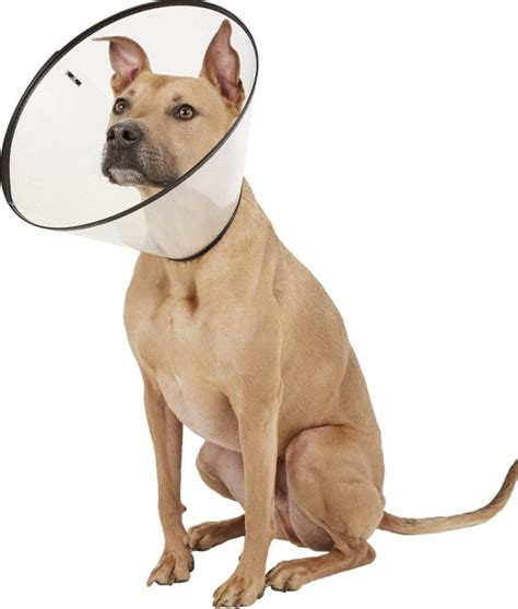 Elizabethan Dog Collars | The Best Options for Your Dog's Recovery