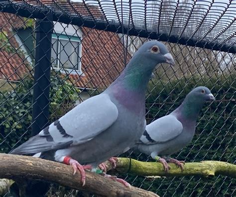 DuijvesteinHattem habitat breeding pigeon images – DuijvesteinHattem Netherlands