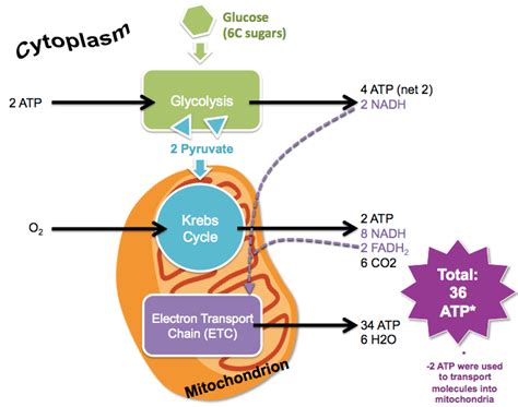 Cellular Respiration Diagram Mitochondria Simple