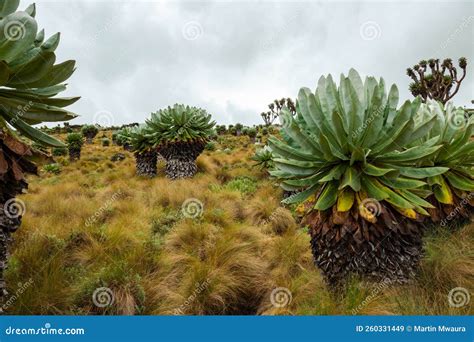 Giant Groundsels Growing in the Wild at Aberdare National Park, Kenya ...