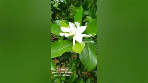 parijata flower/Gardenias/parijatham flower in my garden #garden # ...