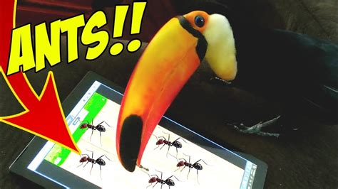 Toucan Play at that Game... iPad games that is! (PART 2) - YouTube