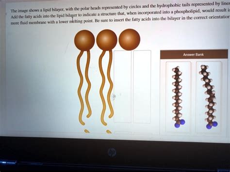 SOLVED: by circles and the hydrophobic tails represented by lines The image shows- lipid bilayer ...