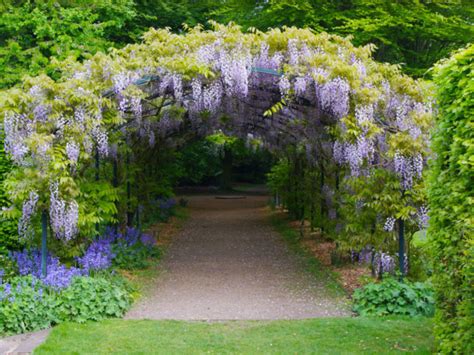 How to Grow and Care for Wisteria - World of Flowering Plants