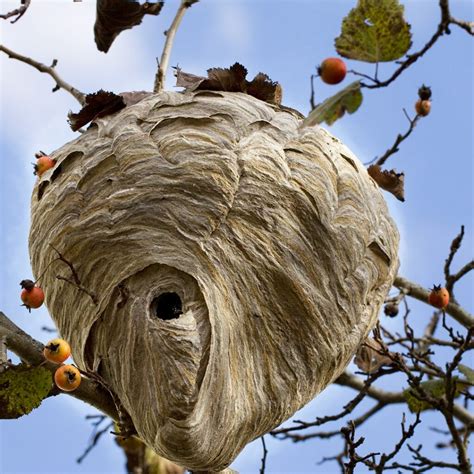 Wasp Nests